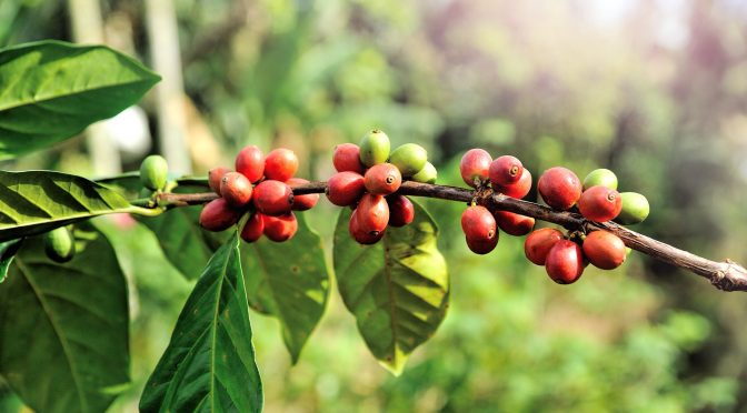 Coffee Production in Chittagong Hill Tracts